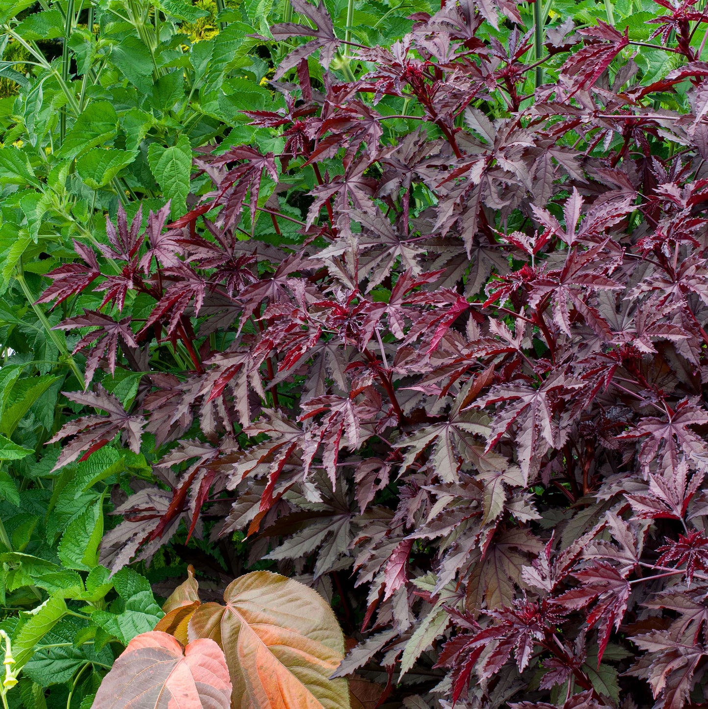 Mahogany Splendor – Hibiscus Seed