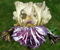 Gnus Flash Bearded Iris