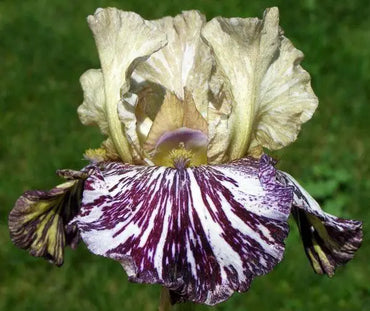Gnus Flash Bearded Iris