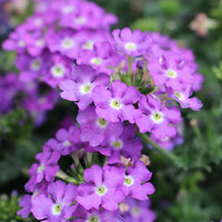 Semi-Trailing Verbena Flower Seeds for Planting – Heirloom, Non-GMO Cascading Blooms for Hanging Baskets