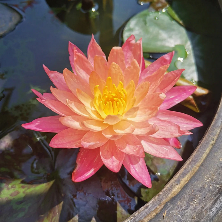 Dual-Color Lotus Seeds