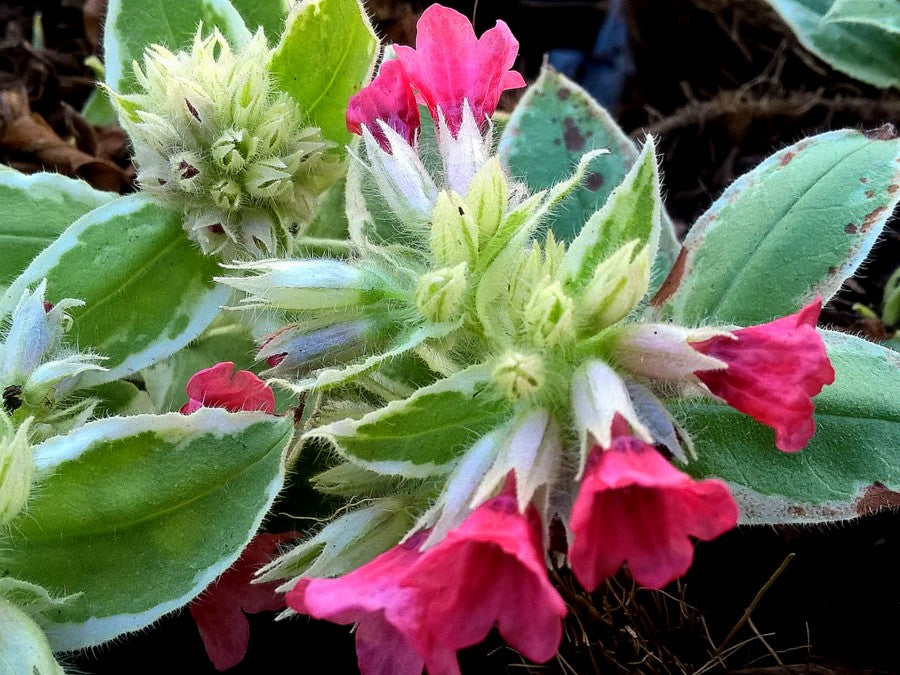 David Ward Lungwort