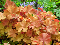 Mega Caramel Heuchera