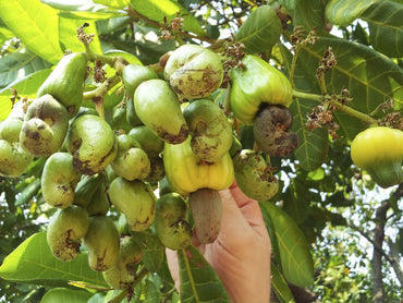 Cashew Seeds