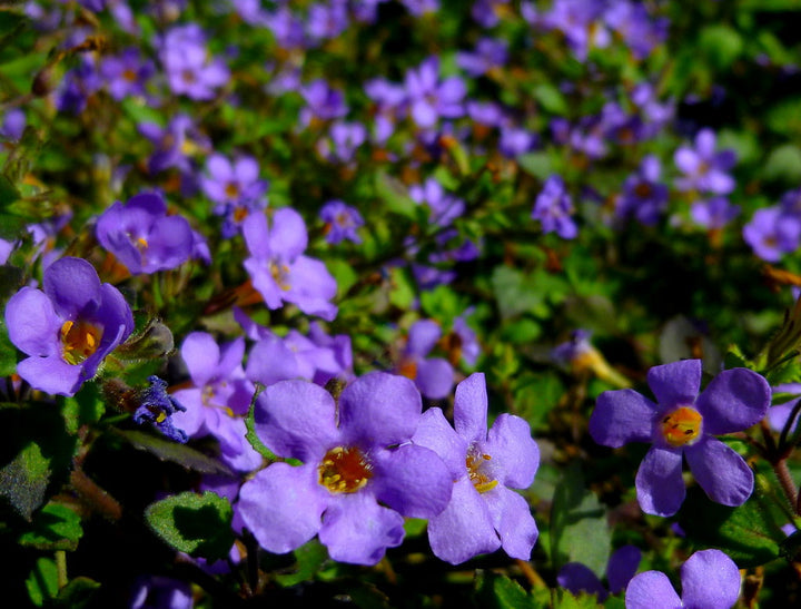 Organic Heirloom Non-GMO Purple Bacopa Blutopia Seeds for Planting – Trailing Blooms