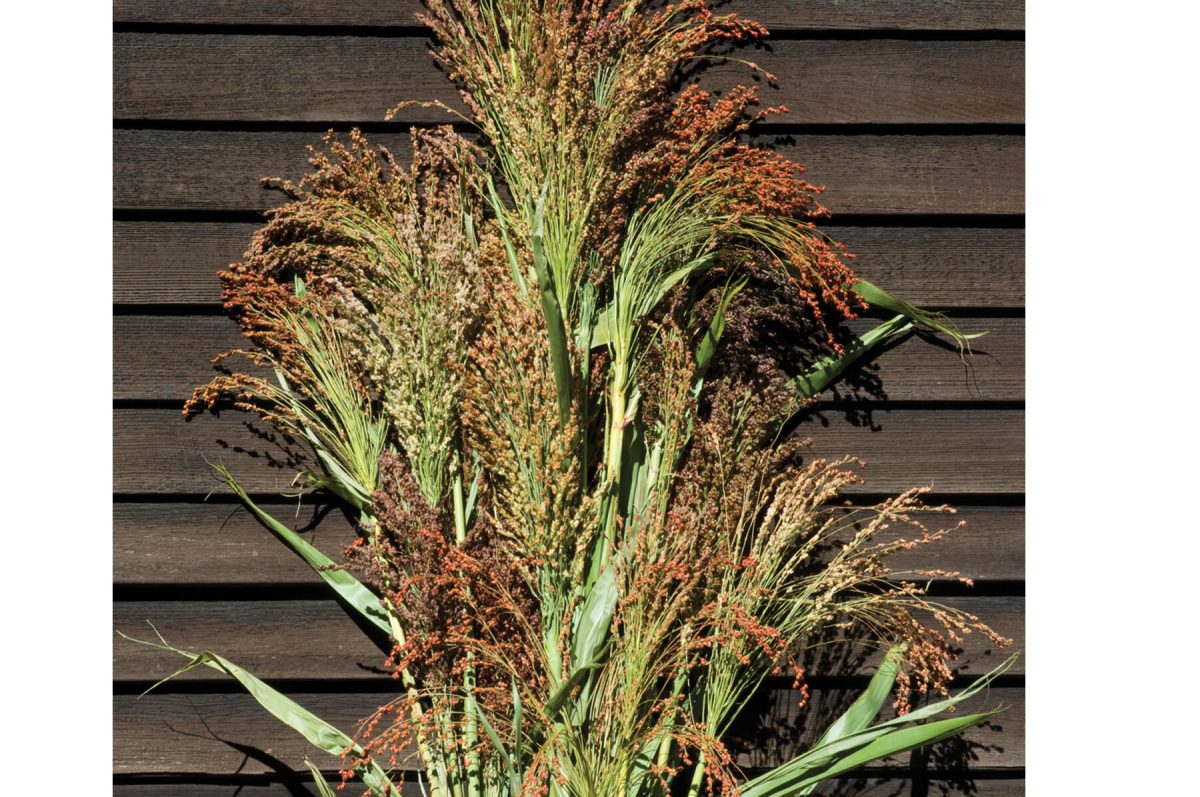Mixed Broom Corn – Broom Corn Seed