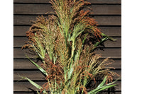 Mixed Broom Corn – Broom Corn Seed
