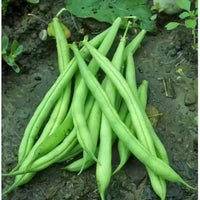 Jade – Organic Bean Seed