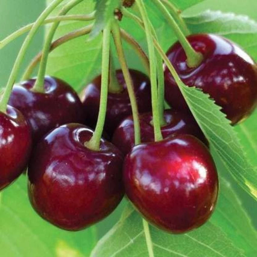 Barry’s Cherry Fruit Seeds for Cultivating Sweet, Juicy Cherries 100 pcs