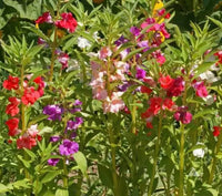 Balsamine Flower Seed for Planting 100 - Flower for planting in home garden