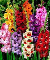 Cherry Blossom Hardy Gladiolus Mixture