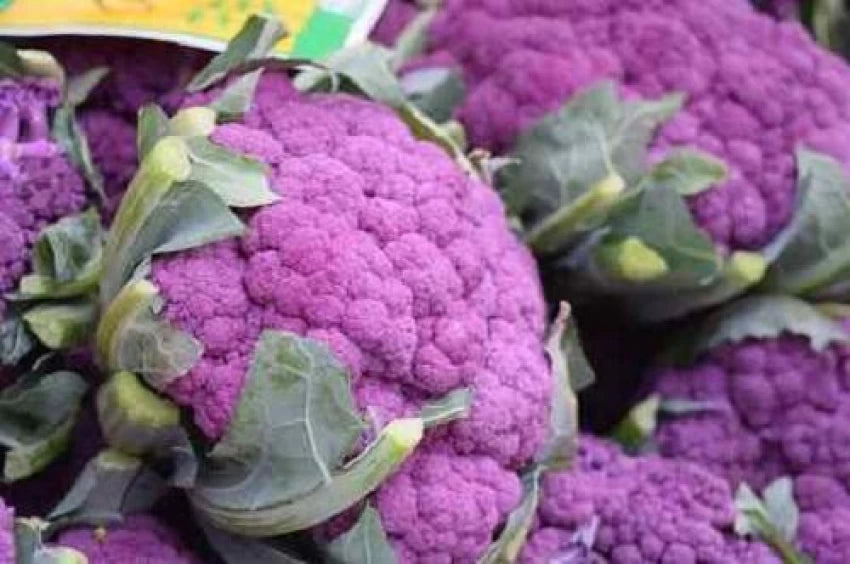 Cauliflower- Purple Sicily