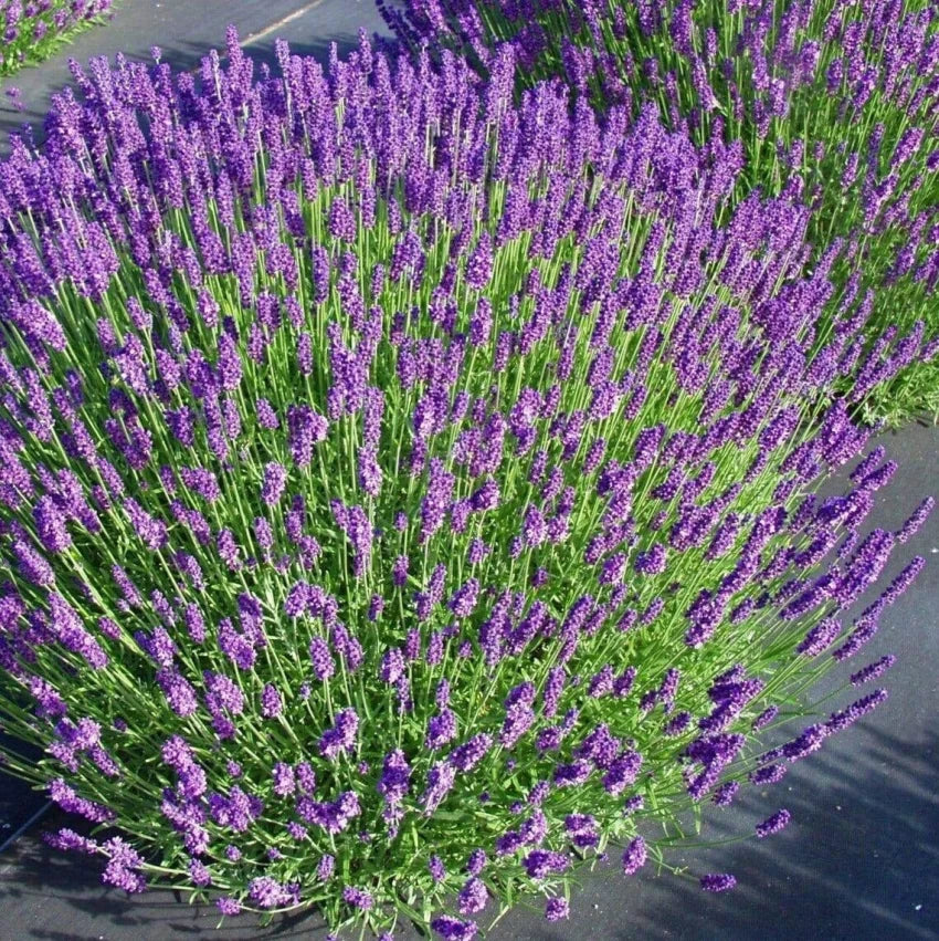 Munstead-Type – Organic Lavender Seed