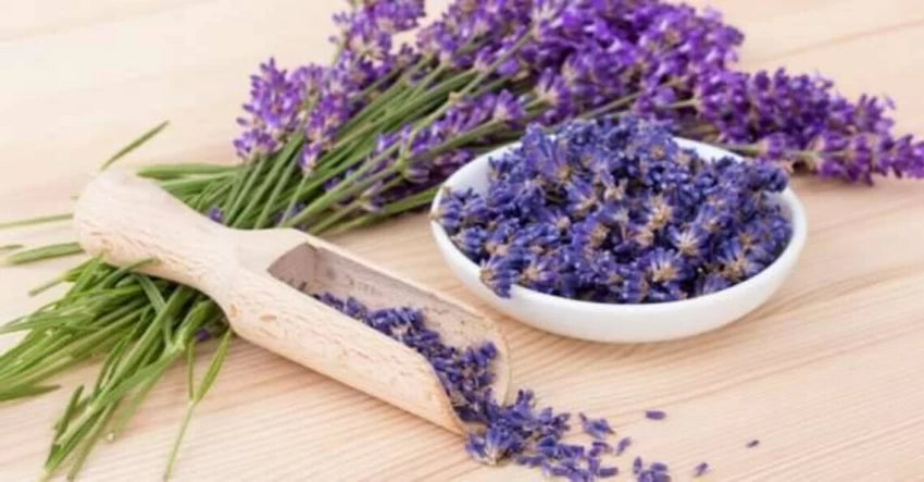 Munstead-Type – Organic Lavender Seed