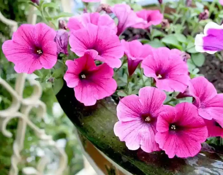 Petunia- Rose of Heaven