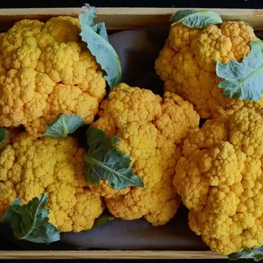 Hot Golden Cauliflower Seeds Healthy Vegetable Seeds