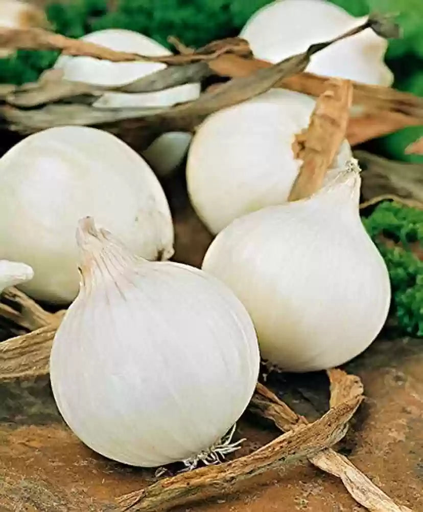 Sierra Blanca – Onion Seed