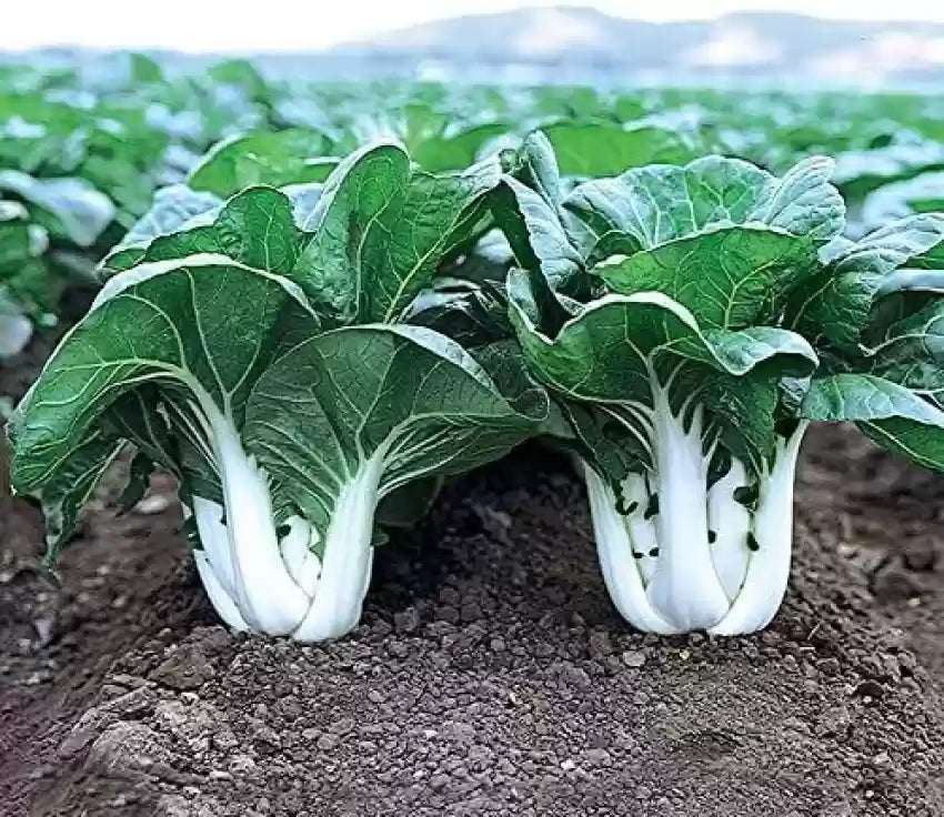 Joi Choi – Bok Choy Seeds