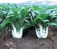 Joi Choi – Bok Choy Seeds