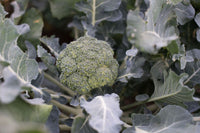 Marathon – Broccoli Seed