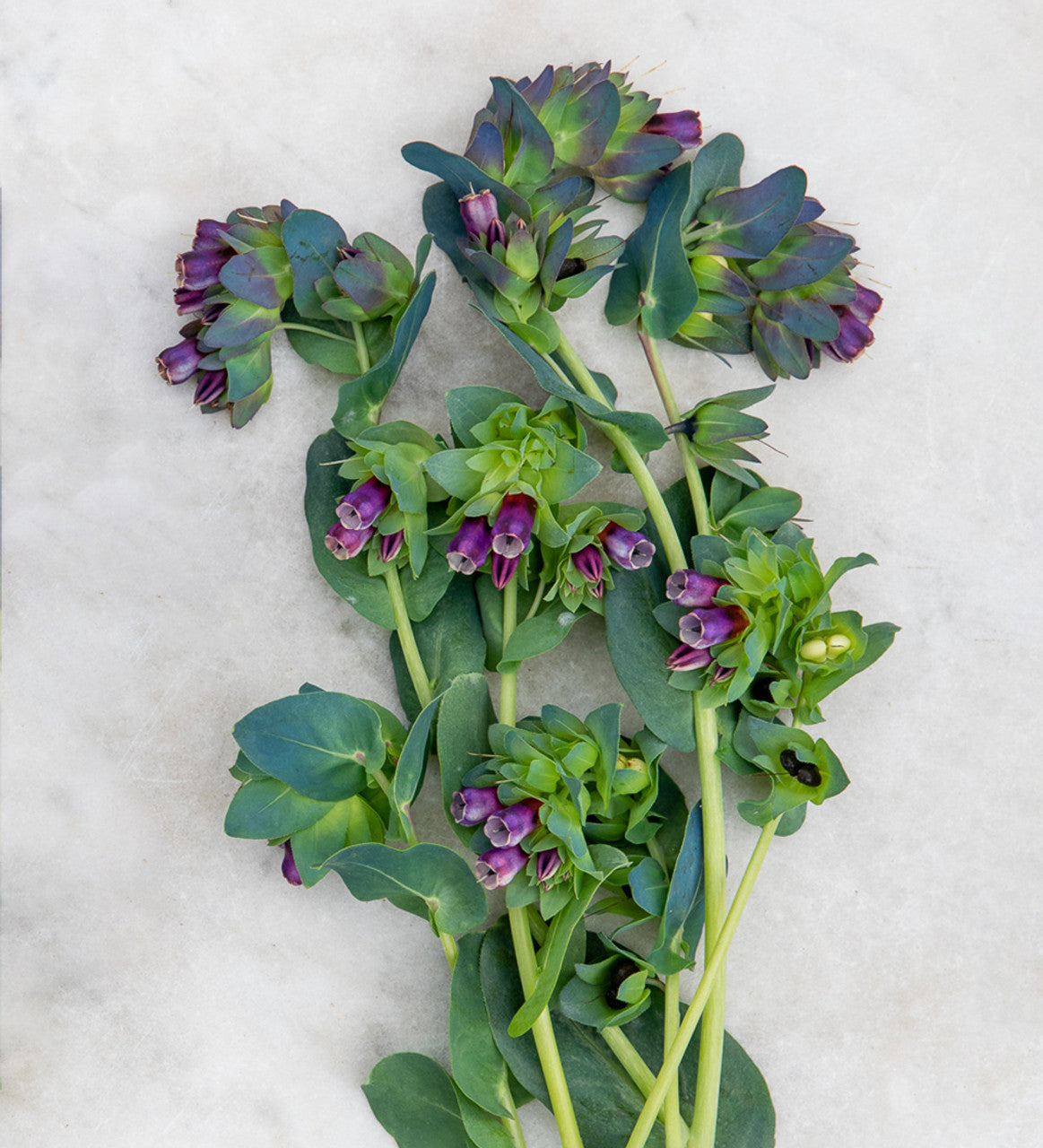 Kiwi Blue – Cerinthe Seed