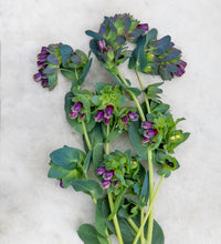 Kiwi Blue – Cerinthe Seed