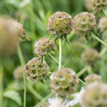 Pincushion Flower- Drumsticks