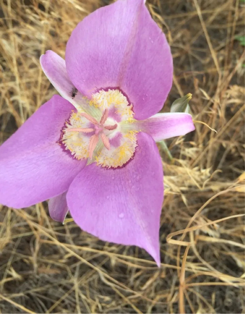 Heirloom Non-GMO Calochortus macrocarpus Flower Seeds | Sagebrush Mariposa Lily Seeds for Native Wildflower Gardens - Non-GMO for planting in home garden