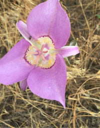 Heirloom Non-GMO Calochortus macrocarpus Flower Seeds | Sagebrush Mariposa Lily Seeds for Native Wildflower Gardens - Non-GMO for planting in home garden
