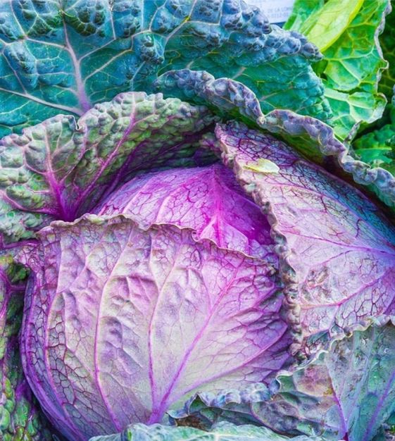 Cabbage, Savoy- Verona Purple