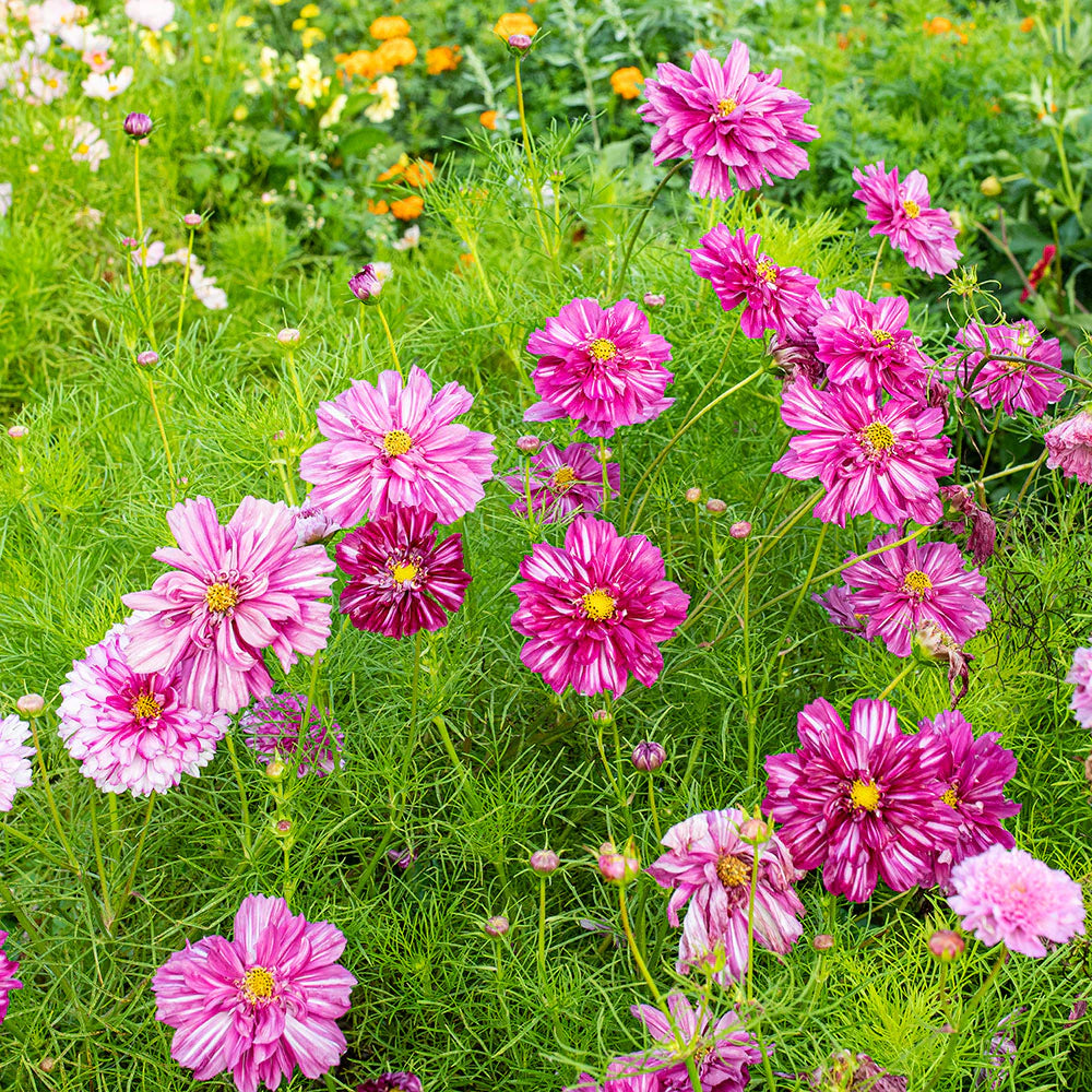 Double Click Bicolor Violet – Cosmos Seed