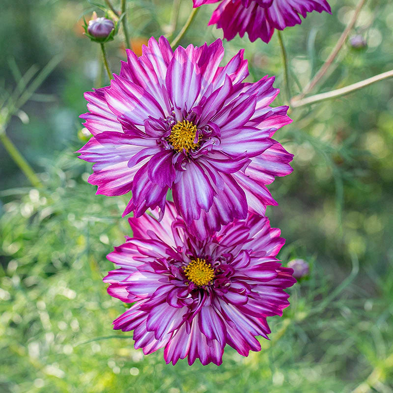 Double Click Bicolor Violet – Cosmos Seed
