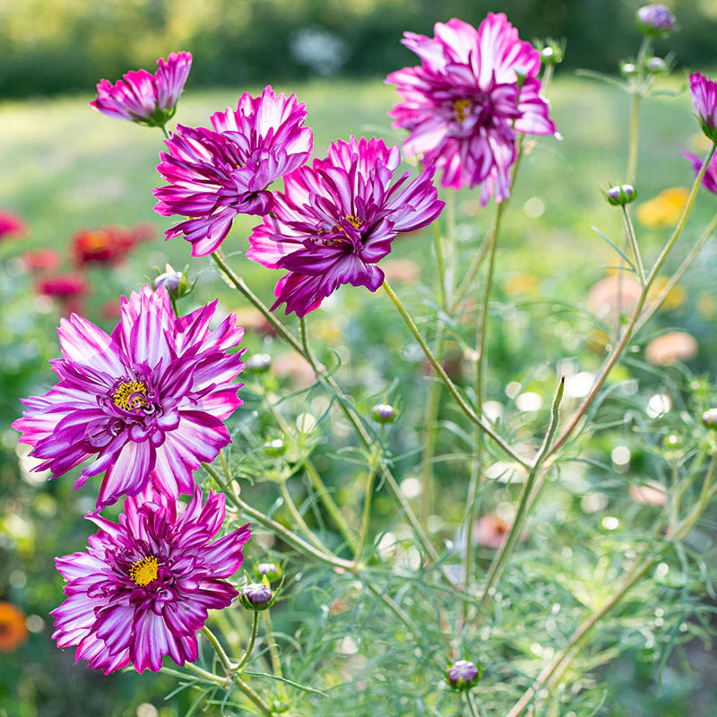 Double Click Bicolor Violet – Cosmos Seed