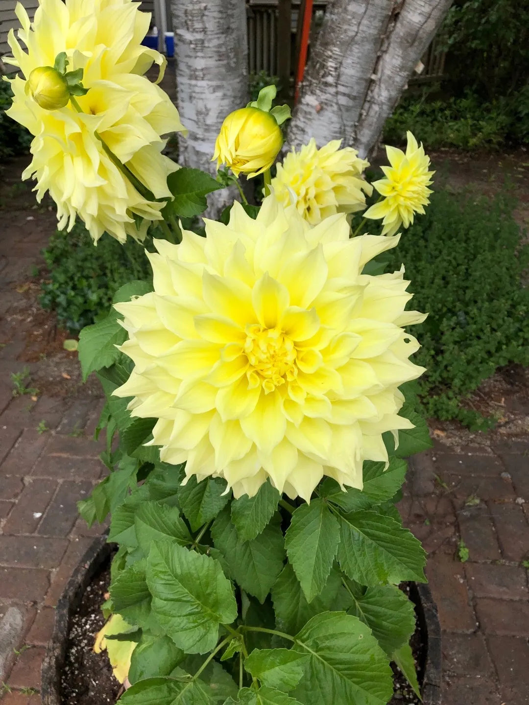 Kelvin Floodlight Dahlia