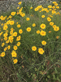 Coreopsis- Mayfield Giants