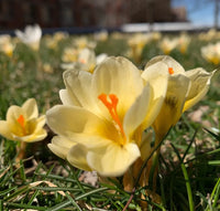 Snow Crocus- Cream Beauty