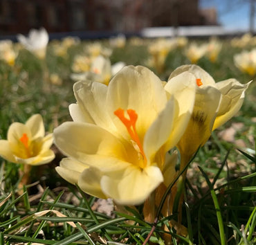 Snow Crocus- Cream Beauty