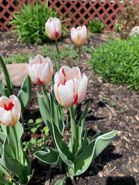 Carnaval de Rio Tulip Seeds