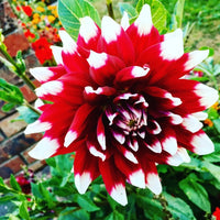 Splash of Summer Dahlia Duet