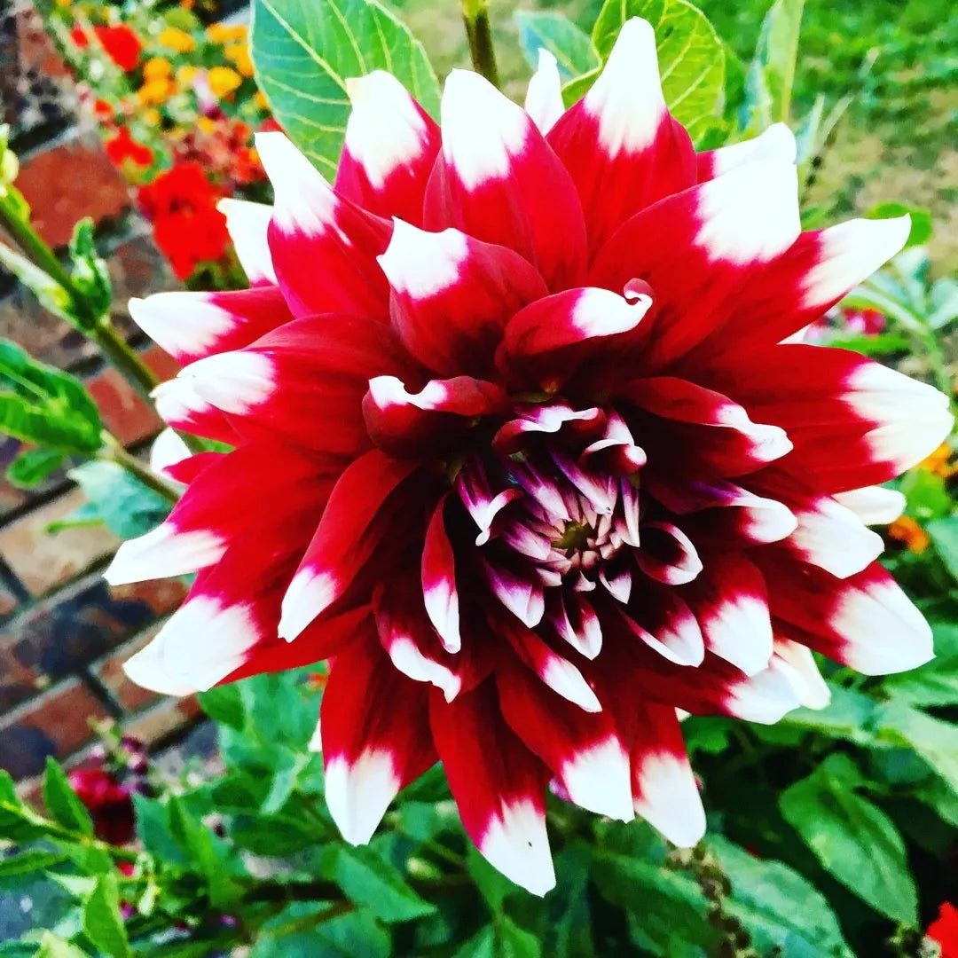 Splash of Summer Dahlia Duet