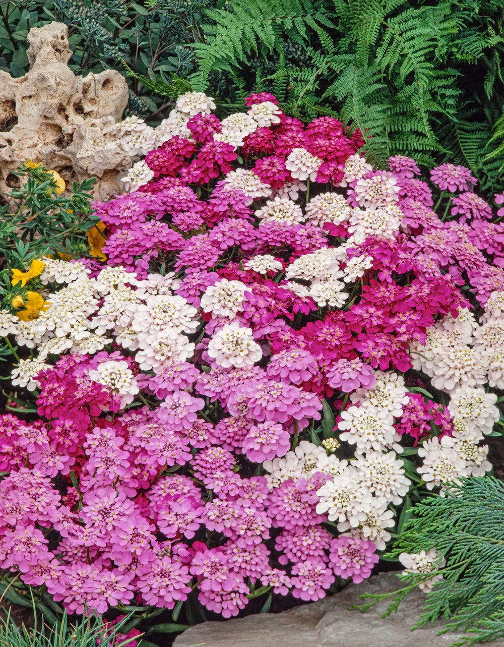 Candytuft- Dwarf Fairy Mixed