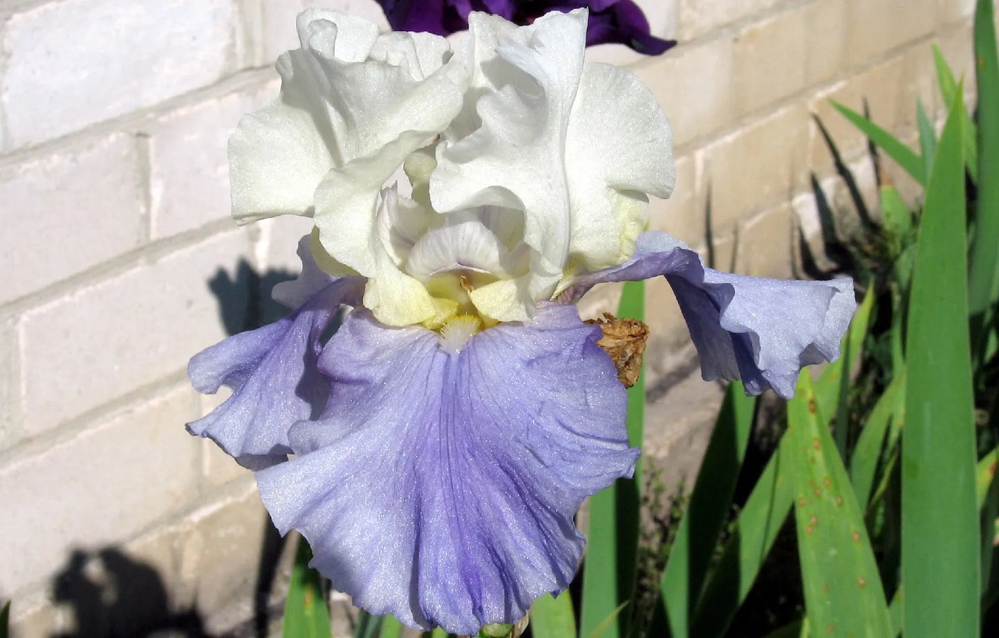 Stairway to Heaven Bearded Iris Seeds