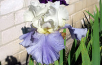 Stairway to Heaven Bearded Iris Seeds