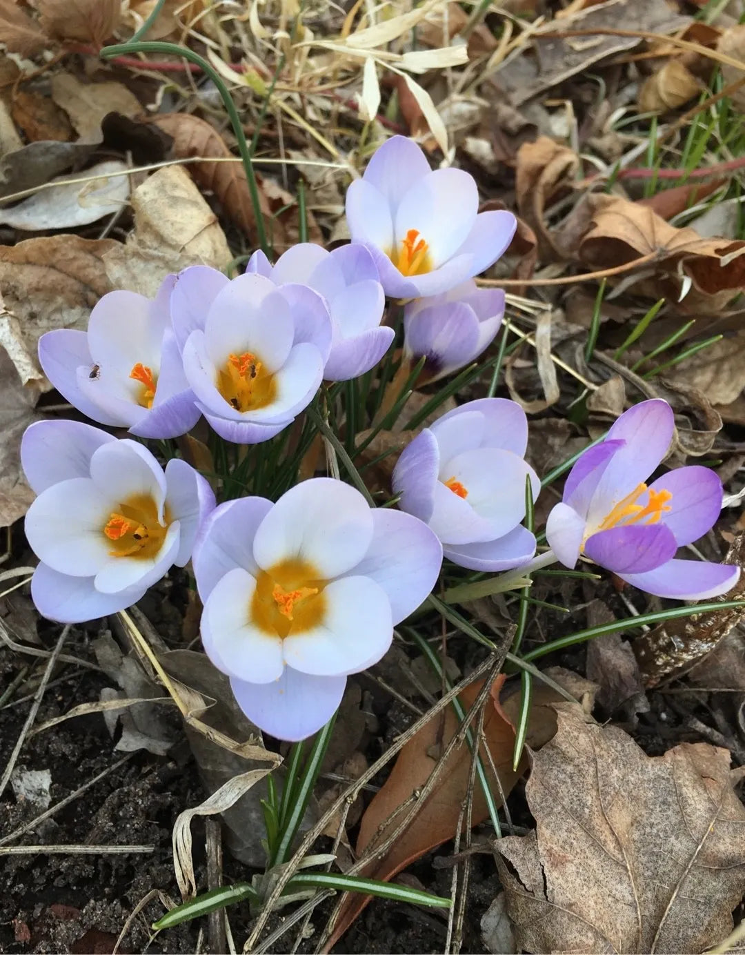 Blue Pearl Snow Crocus Seeds