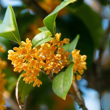 Heirloom Non-GMO Osmanthus Plant Seeds for Planting – Fragrant Evergreen Shrub for Ornamental Gardens