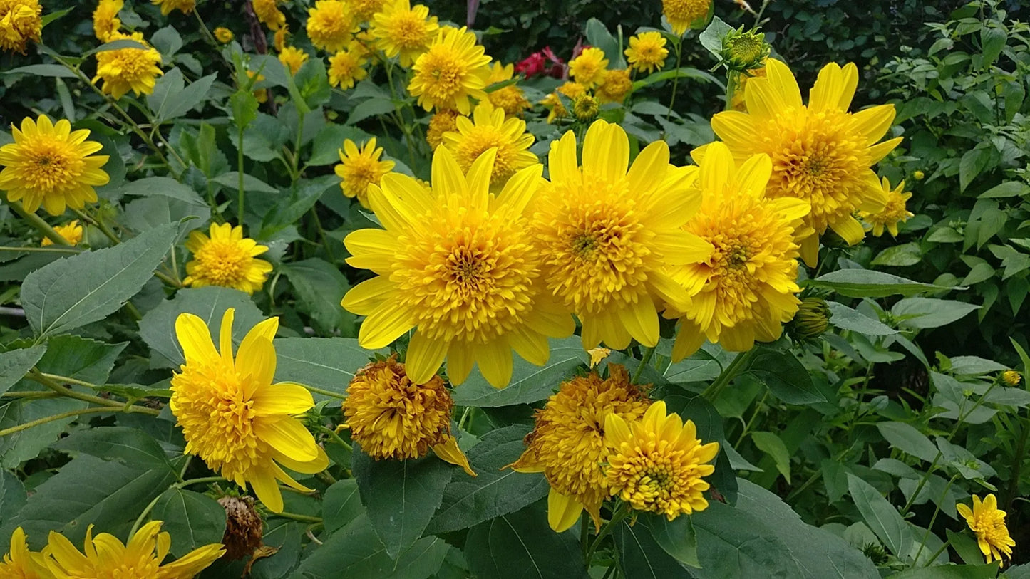 Happy Days Sunflower