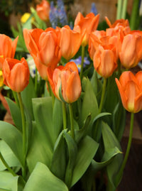 Orange Brilliant Tulip Seeds