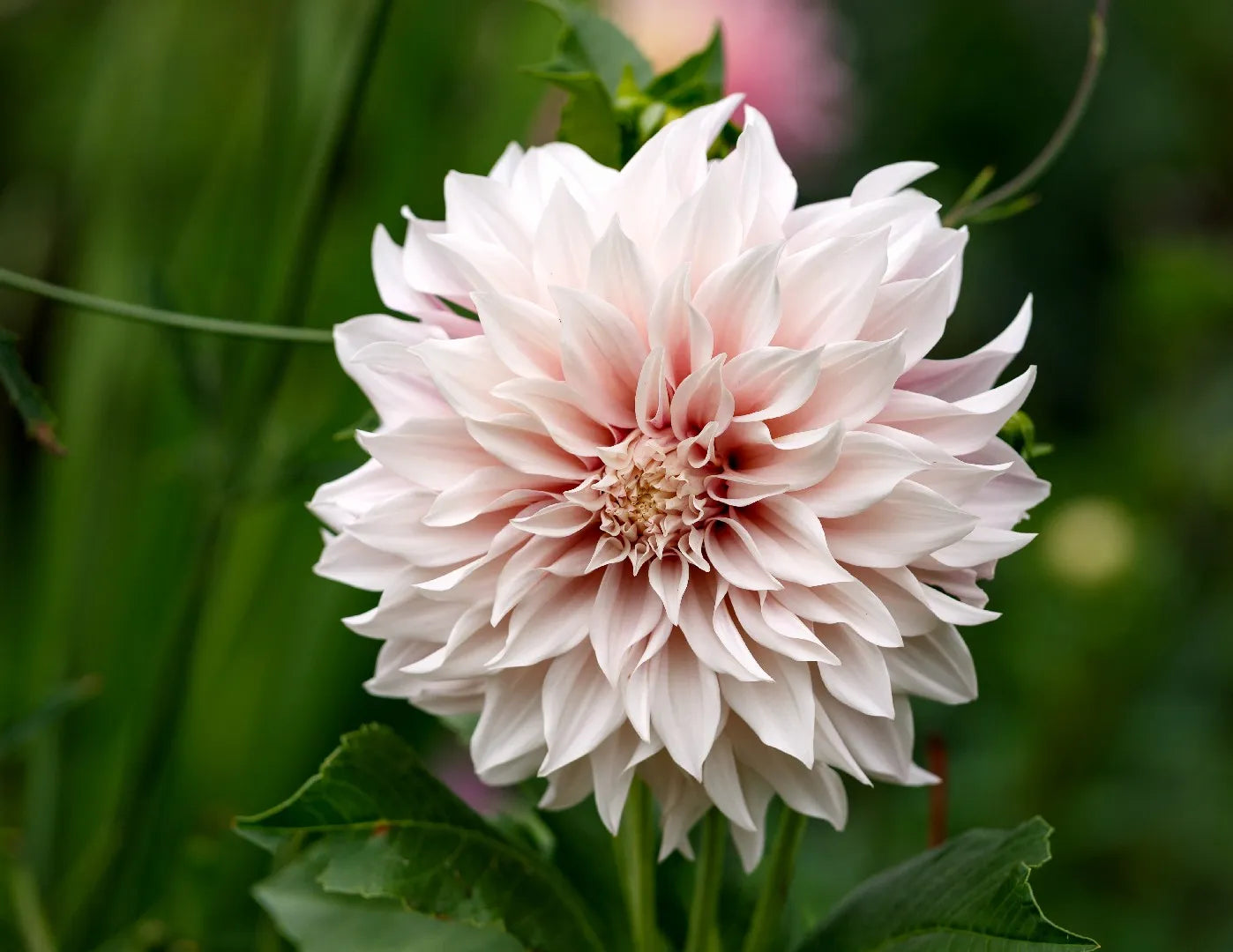 Café au Lait Dahlia