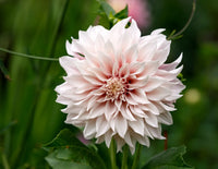 Café au Lait Dahlia