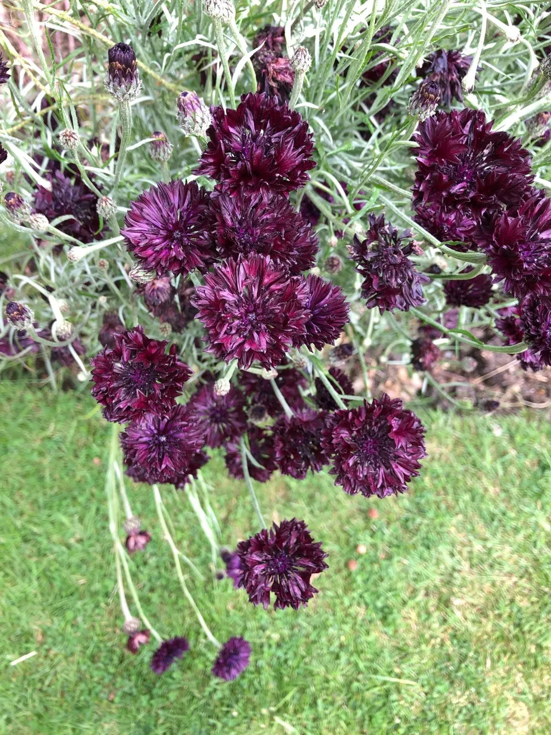 Cornflower- Black Ball